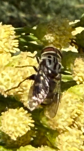 Unknown species found near W South Mountain Ave, Phoenix, AZ, US