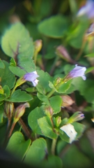 Magnoliopsida