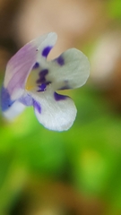 Magnoliopsida