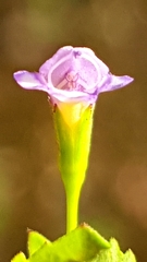 Magnoliopsida