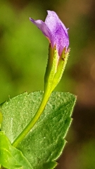 Magnoliopsida