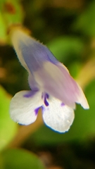 Magnoliopsida