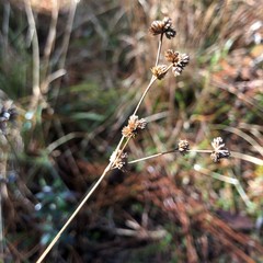 Juncus scirpoides