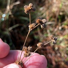 Juncus scirpoides