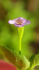 Magnoliopsida