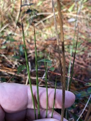 Juncus scirpoides