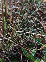 Juncus scirpoides