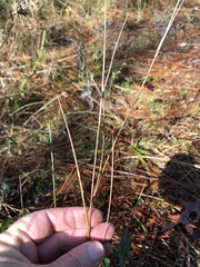 Juncus scirpoides