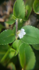 Magnoliopsida