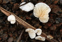 Crepidotus epibryus