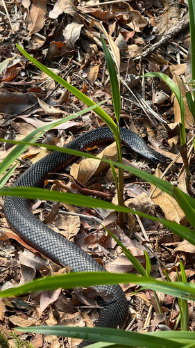 Red-bellied Black Snake sighting