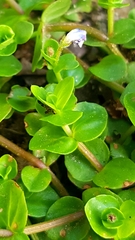 Magnoliopsida