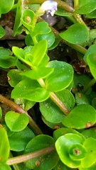 Magnoliopsida