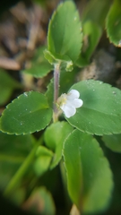 Magnoliopsida
