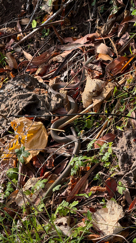 Yellow-faced Whipsnake sighting