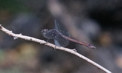 Orthemis macrostigma