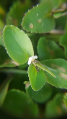 Magnoliopsida