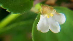 Magnoliopsida