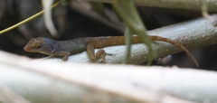Anolis luciae
