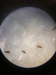 Drosophila melanogaster