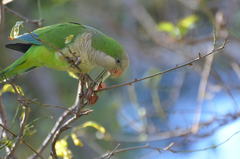 Myiopsitta monachus