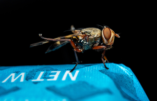 Narrow-Banded Picture-Winged Fly photo 5
