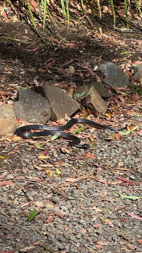 Red-bellied Black Snake sighting