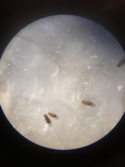 Drosophila melanogaster
