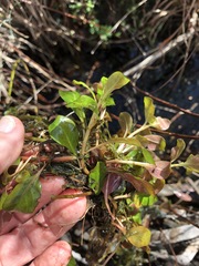 Ludwigia alata
