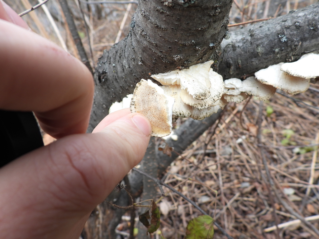 Trametes pubescens · November 2025 · photo: © cpavlisich (iNaturalist, cc-by)