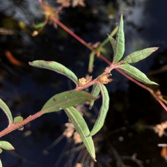 Ludwigia sphaerocarpa
