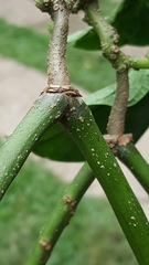 Prestonia portobellensis