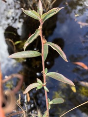 Ludwigia sphaerocarpa