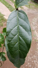 Prestonia portobellensis