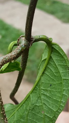 Prestonia portobellensis