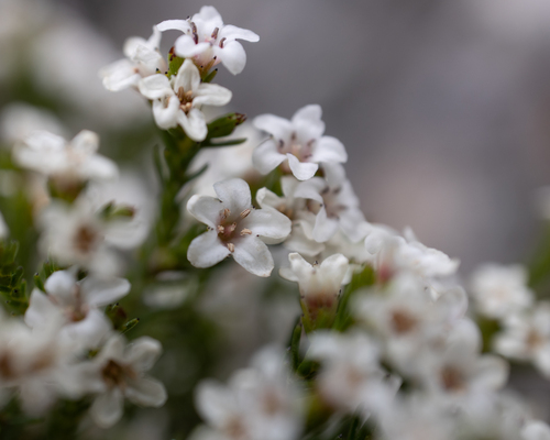Alpine Tittman (Audouinia laevis)