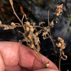 Ludwigia sphaerocarpa