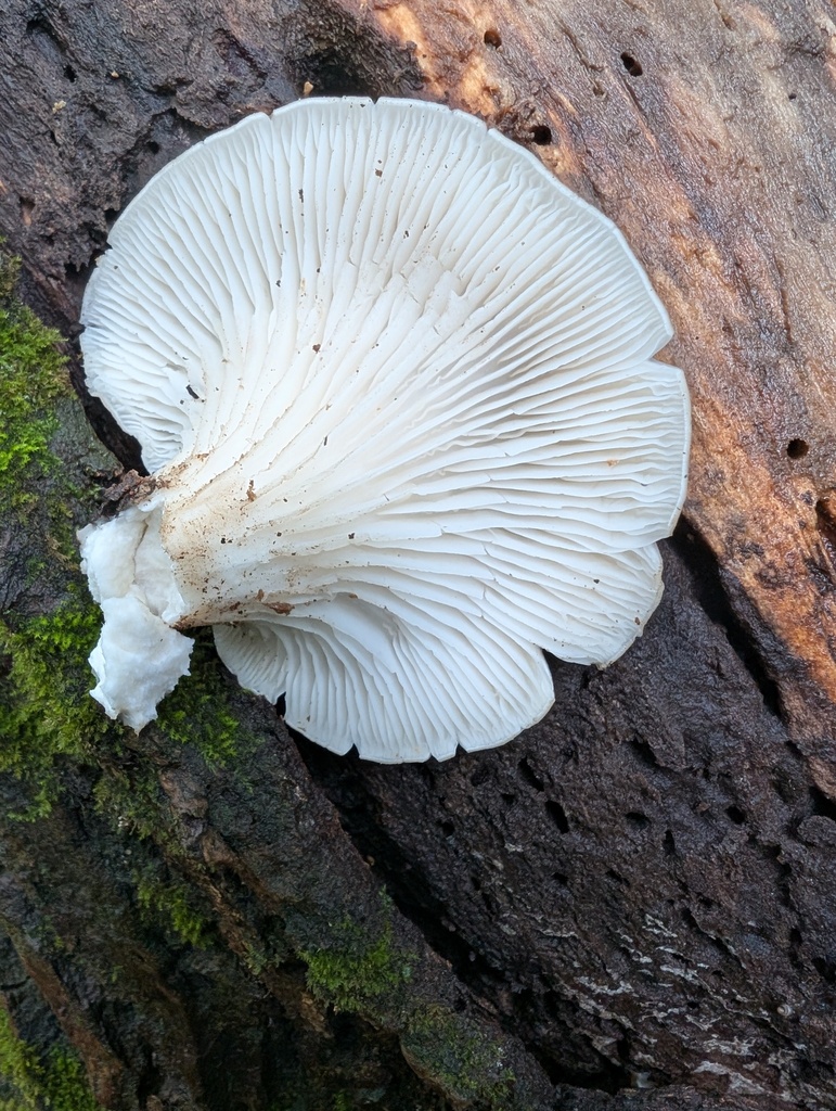 Pleurotus ostreatus · November 2025 · photo: © atsushi_nakajima_cirque (iNaturalist, cc-by)