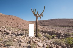 Browningia candelaris