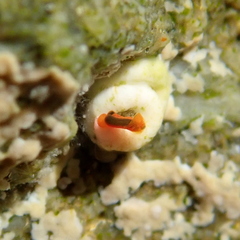 Vayssierea cinnabarea