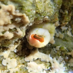 Vayssierea cinnabarea