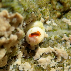 Vayssierea cinnabarea