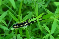 Theretra oldenlandiae