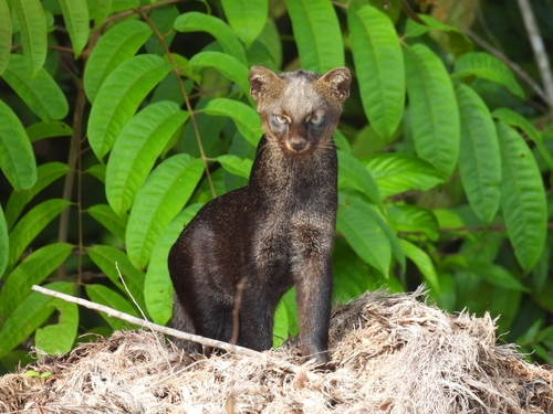 Jaguarundi, photo 2 of 7