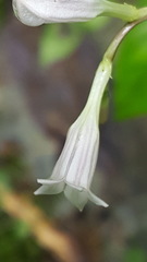 Spigelia humboldtiana