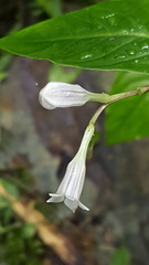 Spigelia humboldtiana