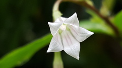 Spigelia humboldtiana