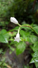 Spigelia humboldtiana