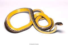 Dendrophidion vinitor