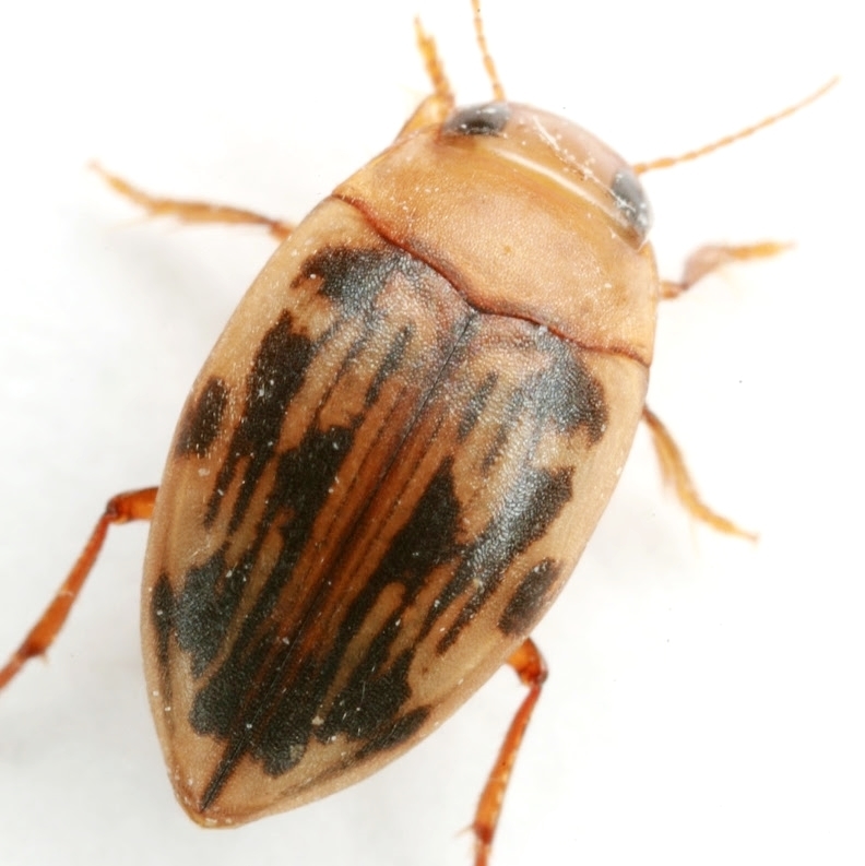 Neoporus dimidiatus